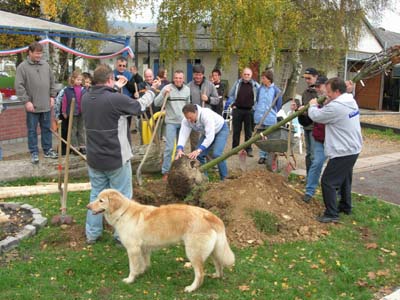 Unter fachlicher Anleitung einen Baum pflanzen